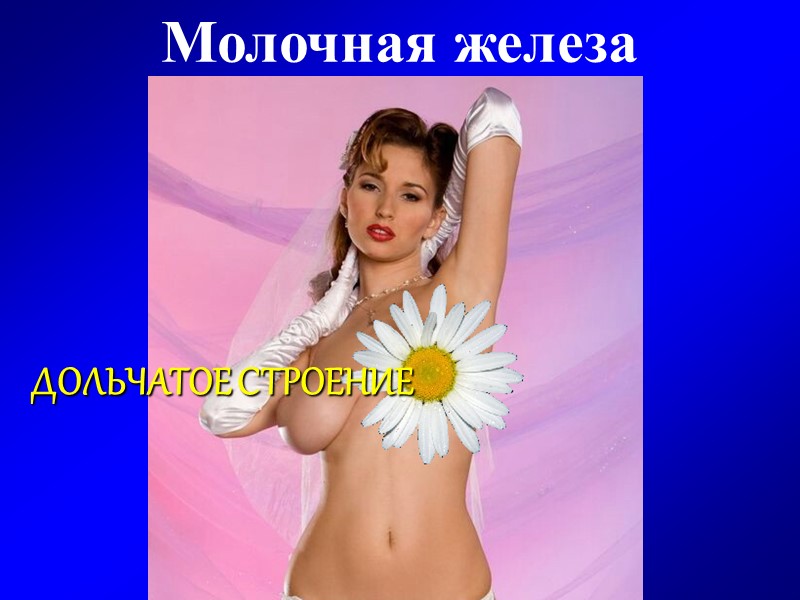 Молочная железа ДОЛЬЧАТОЕ СТРОЕНИЕ